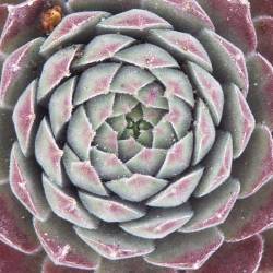 Sempervivum - Dachwurz - Hauswurz